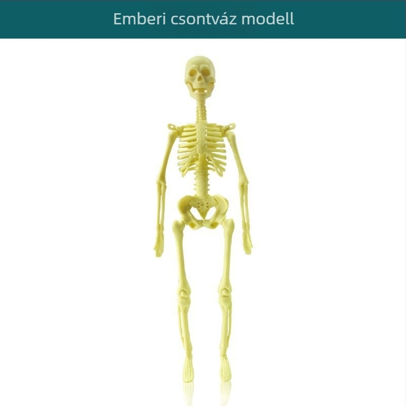Biológia/Kémia oktatási játék szervek és váz összeállítására, Tengxin, műanyag, 7–14 éveseknek