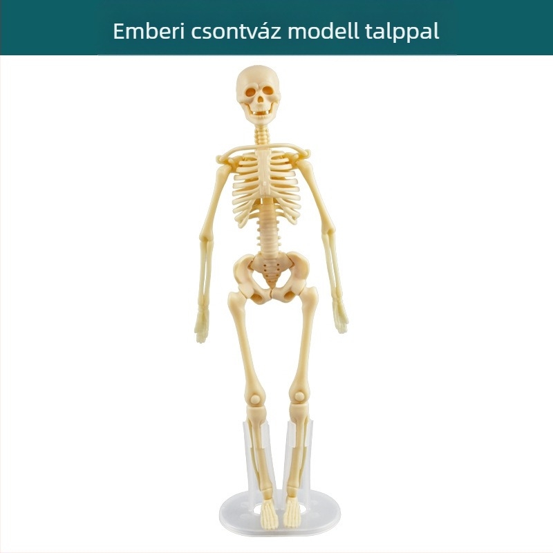 Biológia/Kémia oktatási játék szervek és váz összeállítására, Tengxin, műanyag, 7–14 éveseknek