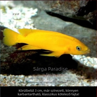 Akváriumi tropikus édesvízi halak – Faj: Hal; Márka: Ang yang; Import: Nem