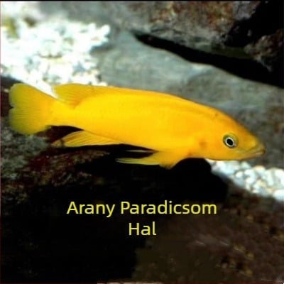 Akváriumi tropikus édesvízi halak – Faj: Hal; Márka: Ang yang; Import: Nem