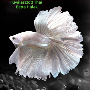 Tropikus díszhal – Eredet: Más – Importálás: Nem – Márka: Nincs – Faj: Hal
