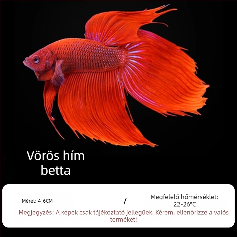 Tropikus díszhal – Eredet: Más – Importálás: Nem – Márka: Nincs – Faj: Hal