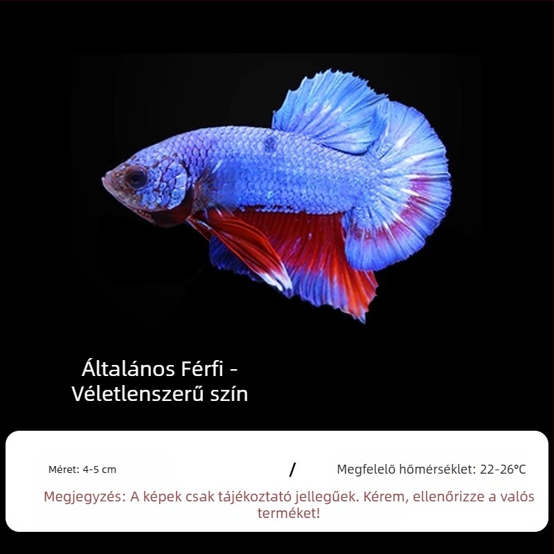 Tropikus díszhal – Eredet: Más – Importálás: Nem – Márka: Nincs – Faj: Hal