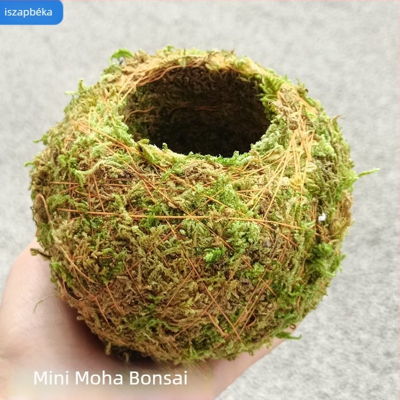 Moha gömb virágcserép orchideákkal és mini tájképpel, padlóra álló kivitel, pásztor-stílusú otthoni kertészeti