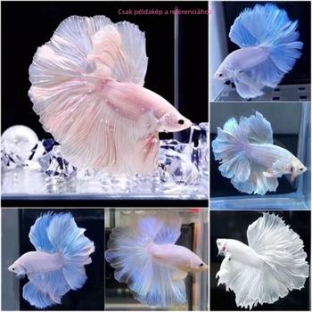 Harcos hal A-Grade Félhold Farok Pleated Petals, Faj: Hal