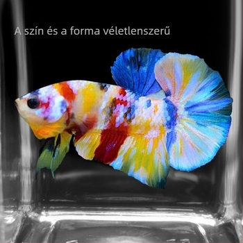 Harcos hal A-Grade Félhold Farok Pleated Petals, Faj: Hal