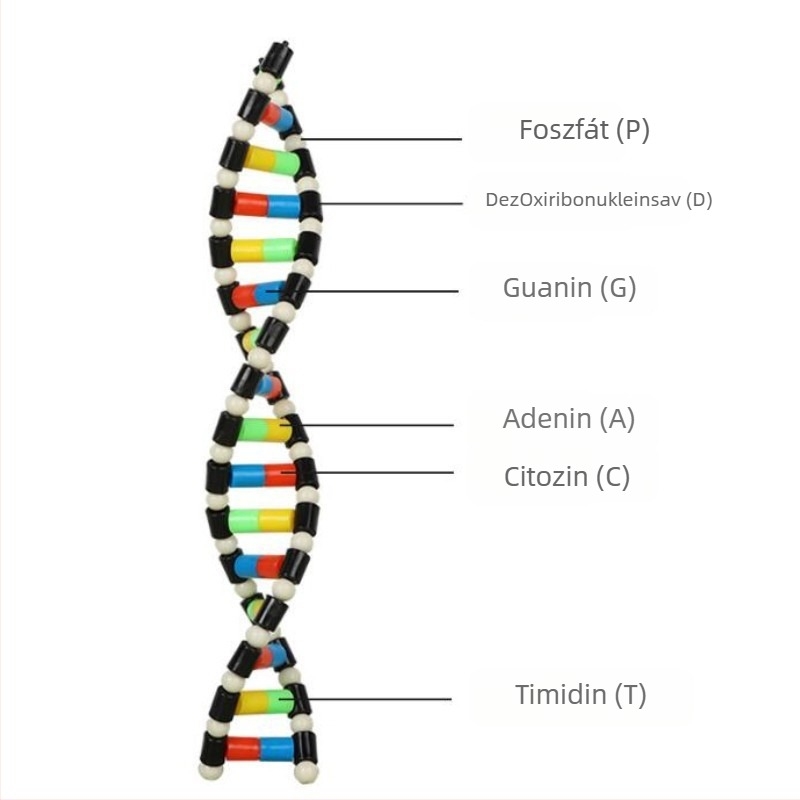 DNA kettős spirál modell a középiskolai biológiához (TA0000; Műanyag; ZT; Kiváló termékek; Középiskolai biológia)