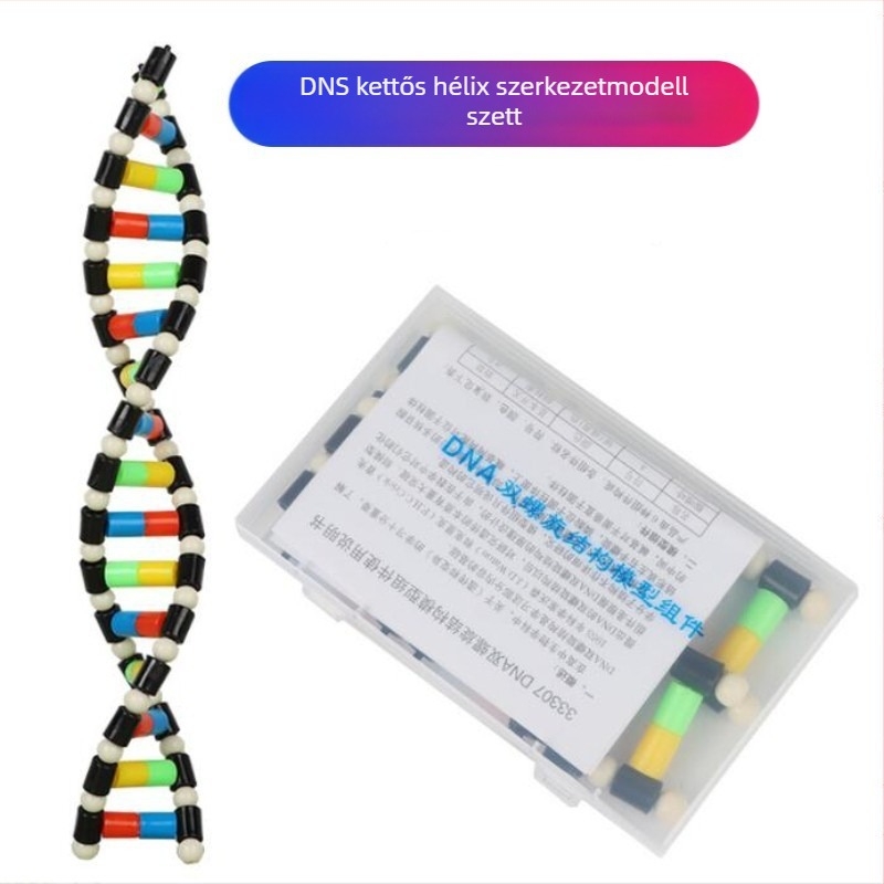 DNA kettős spirál modell a középiskolai biológiához (TA0000; Műanyag; ZT; Kiváló termékek; Középiskolai biológia)