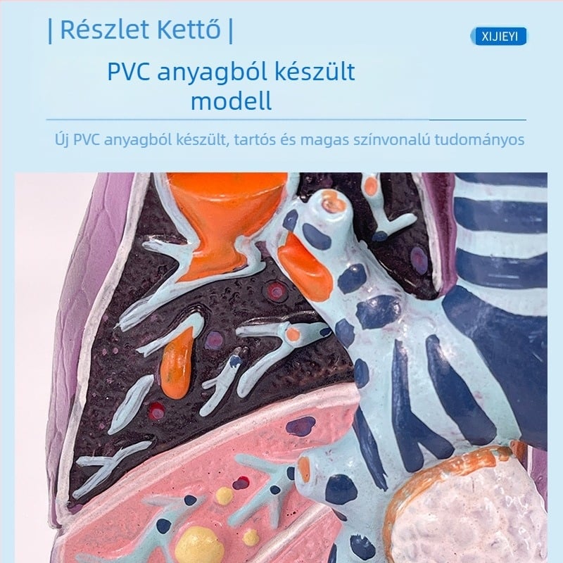 Blue Butterfly műanyag belső szervek modellje: emberi légcső és tüdő – anatómiája, patológiája és dohányos tüdő metszet.