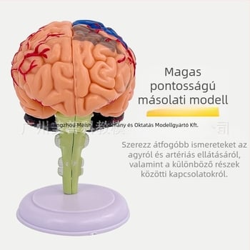 4D szétszedhető emberi agy modell az agy anatómiája és neurológiai oktatás számára