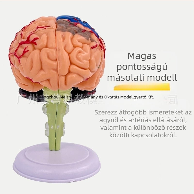 4D szétszedhető emberi agy modell az agy anatómiája és neurológiai oktatás számára