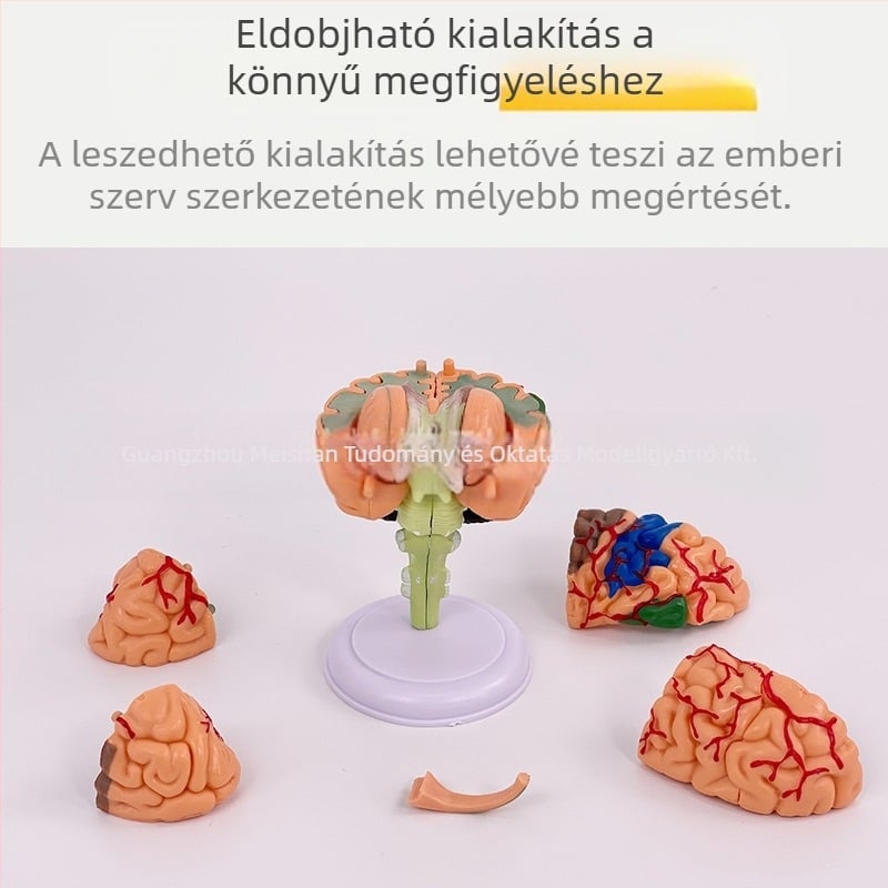 4D szétszedhető emberi agy modell az agy anatómiája és neurológiai oktatás számára