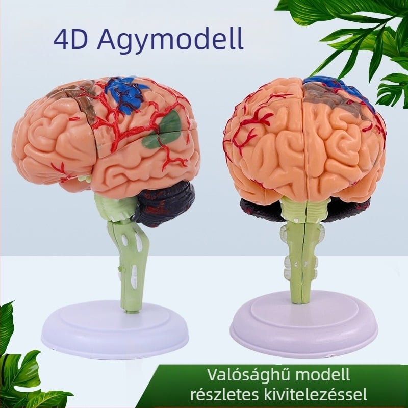 4D szétszedhető emberi agy modell az agy anatómiája és neurológiai oktatás számára