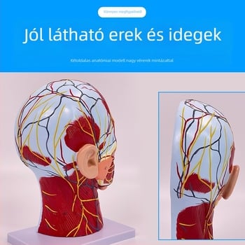 Fej- és nyak anatómiai modellje cerebrovaszkuláris és arc-neurovaszkuláris struktúrákkal (Márka: Blue Butterfly; Anyag: Vinyl; Kategória: Fej)