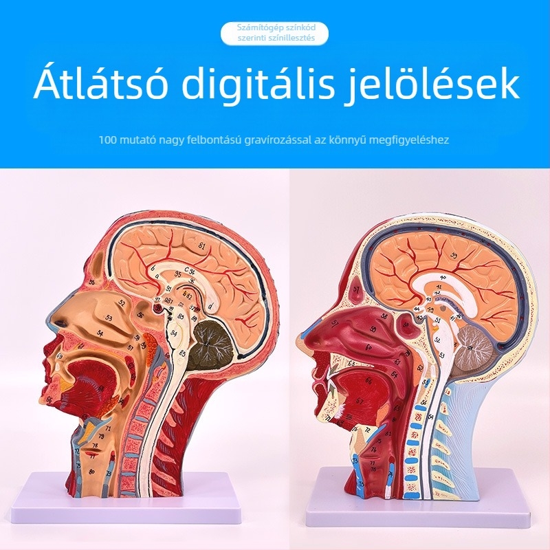 Fej- és nyak anatómiai modellje cerebrovaszkuláris és arc-neurovaszkuláris struktúrákkal (Márka: Blue Butterfly; Anyag: Vinyl; Kategória: Fej)