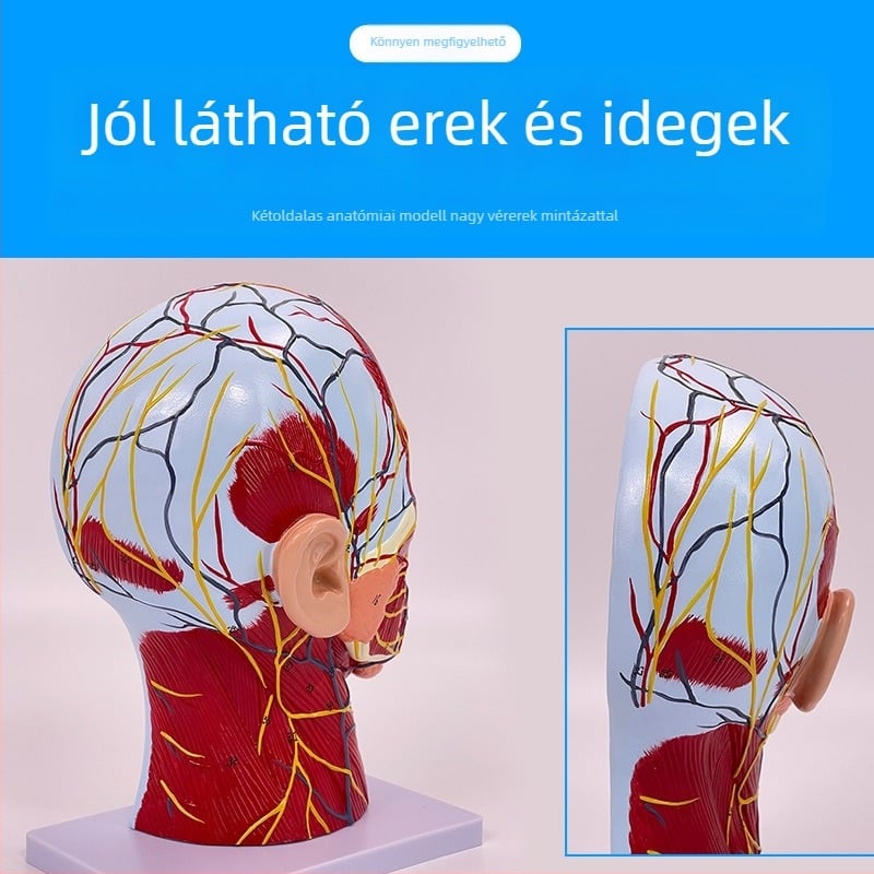 Fej- és nyak anatómiai modellje cerebrovaszkuláris és arc-neurovaszkuláris struktúrákkal (Márka: Blue Butterfly; Anyag: Vinyl; Kategória: Fej)