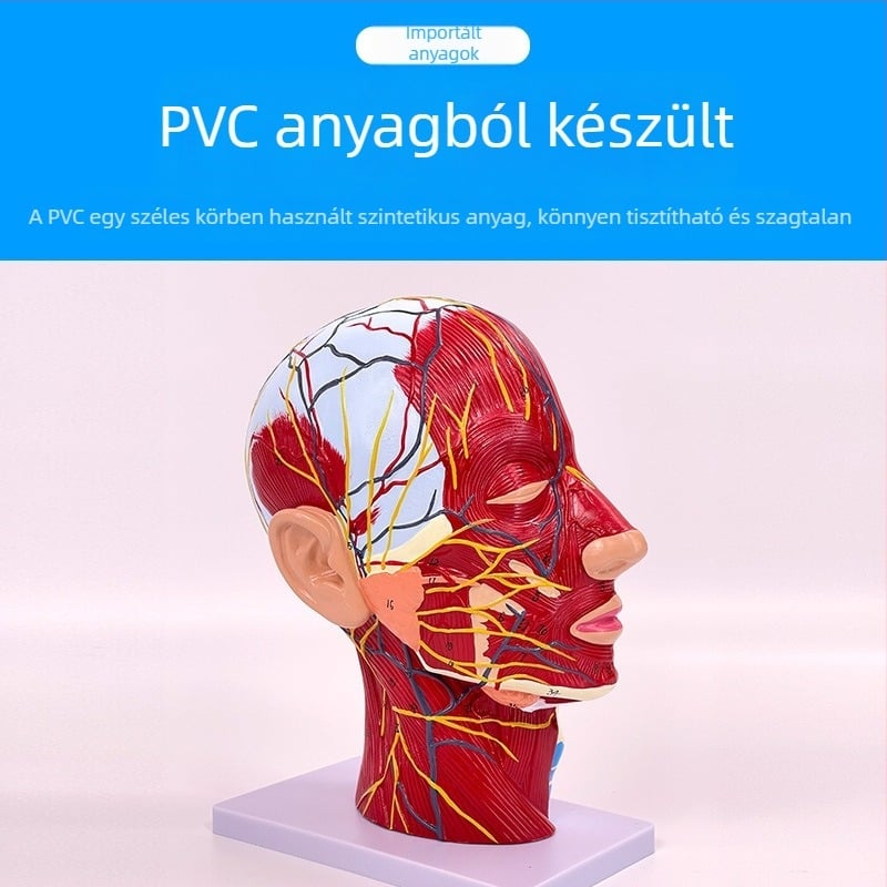 Fej- és nyak anatómiai modellje cerebrovaszkuláris és arc-neurovaszkuláris struktúrákkal (Márka: Blue Butterfly; Anyag: Vinyl; Kategória: Fej)