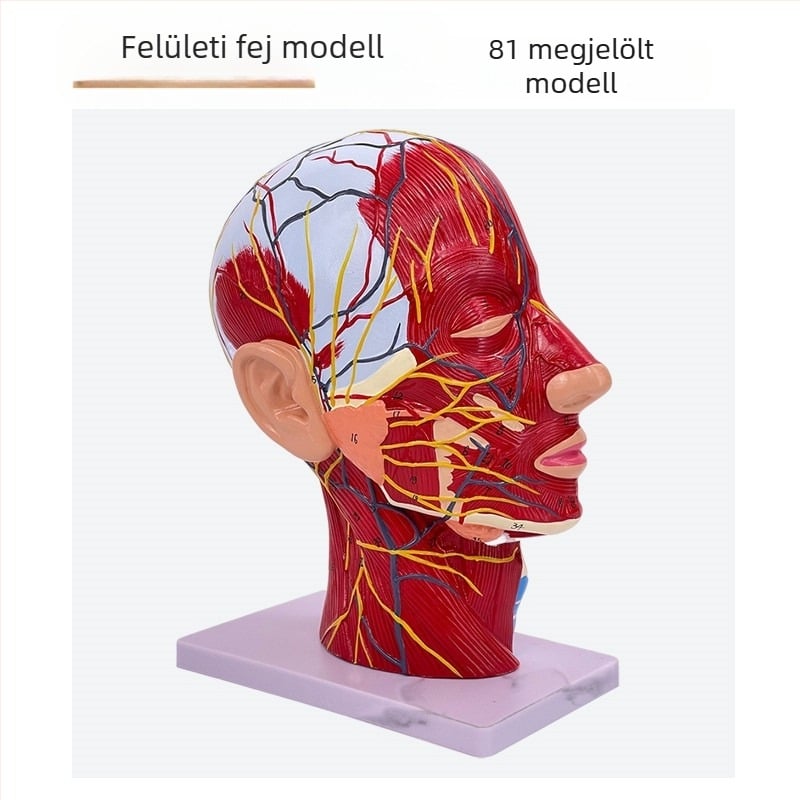 Fej- és nyak anatómiai modellje cerebrovaszkuláris és arc-neurovaszkuláris struktúrákkal (Márka: Blue Butterfly; Anyag: Vinyl; Kategória: Fej)