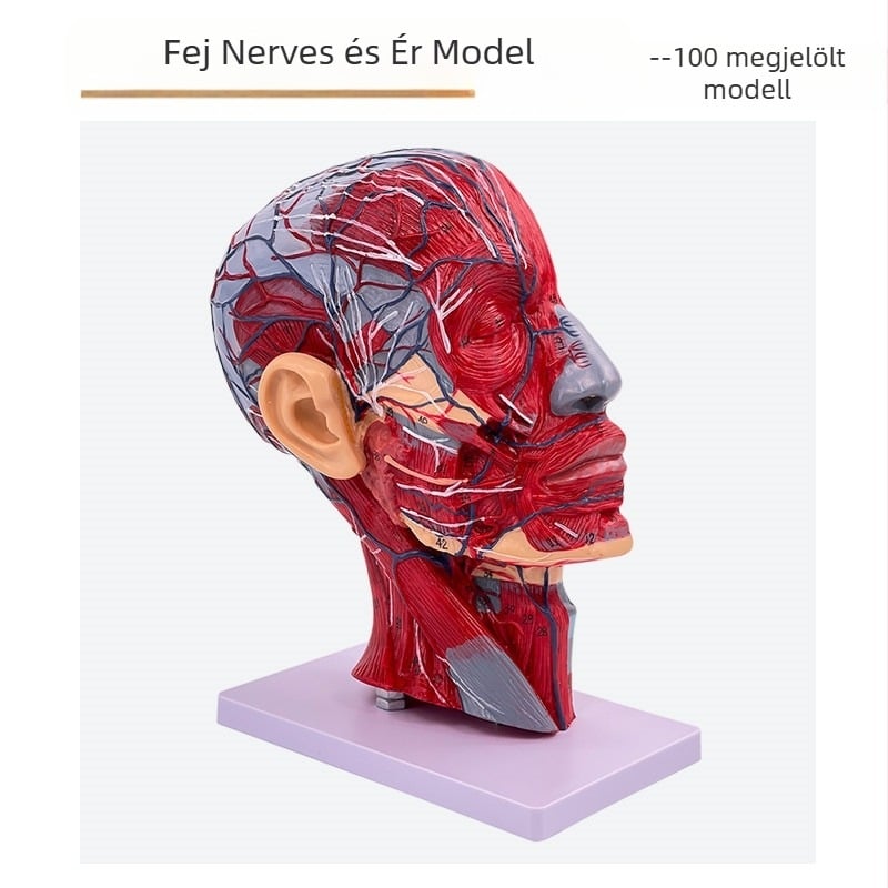 Fej- és nyak anatómiai modellje cerebrovaszkuláris és arc-neurovaszkuláris struktúrákkal (Márka: Blue Butterfly; Anyag: Vinyl; Kategória: Fej)