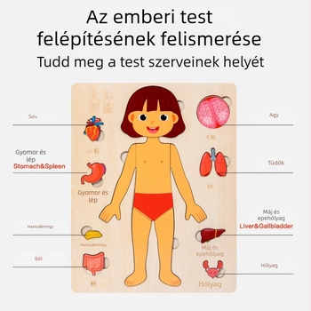 Fából készült emberi test szerveinek puzzle gyerekeknek, 4–6 éveseknek, márka Xundai, minta testreszabás