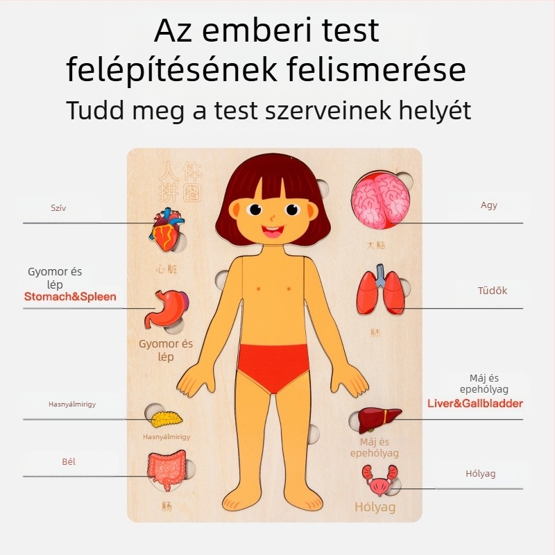 Fából készült emberi test szerveinek puzzle gyerekeknek, 4–6 éveseknek, márka Xundai, minta testreszabás