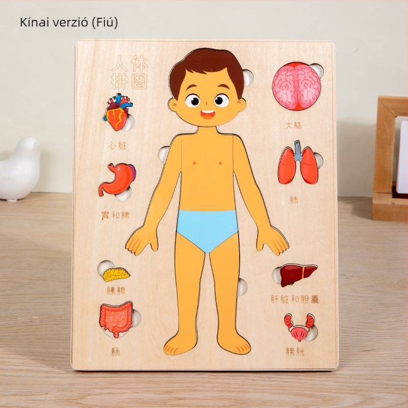 Fából készült emberi test szerveinek puzzle gyerekeknek, 4–6 éveseknek, márka Xundai, minta testreszabás