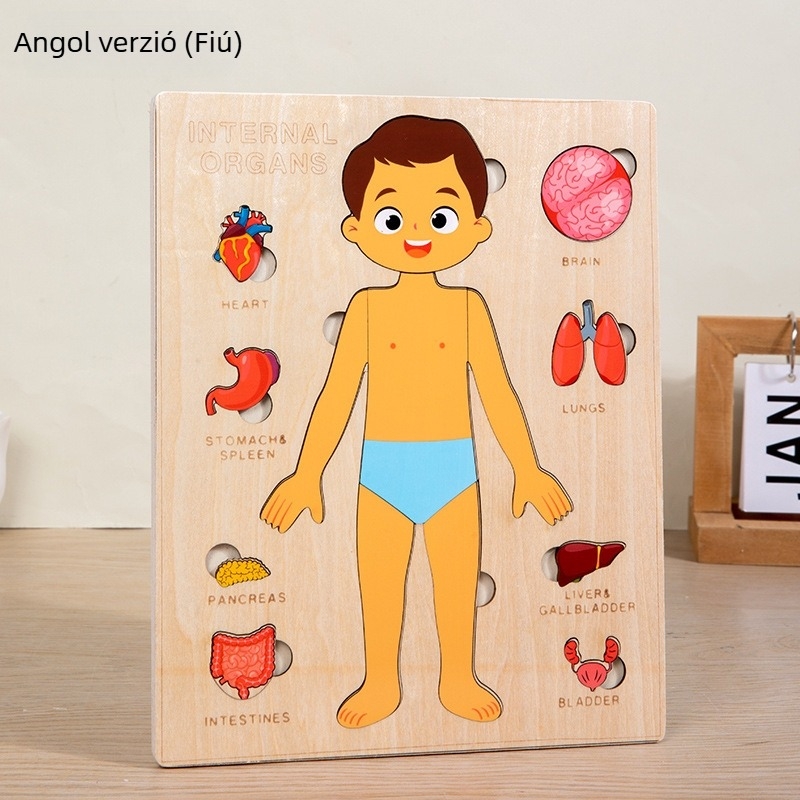Fából készült emberi test szerveinek puzzle gyerekeknek, 4–6 éveseknek, márka Xundai, minta testreszabás