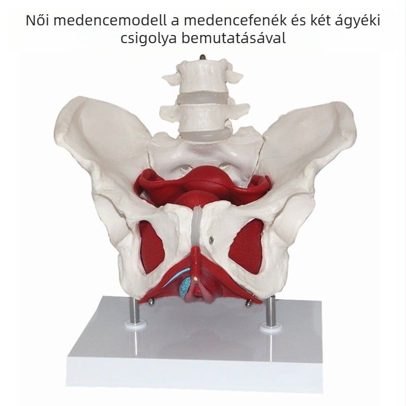 Női medence anatómiai oktatási modell: medencei szerkezet, két szakaszos ágyéki gerinc és a kismedencei izmok — orvosi oktatási segédeszköz, 8 darabos készlet iskolai programhoz