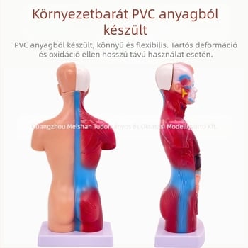 Meishan törzs anatómiai modell oktatásra – szív és agy, műanyag