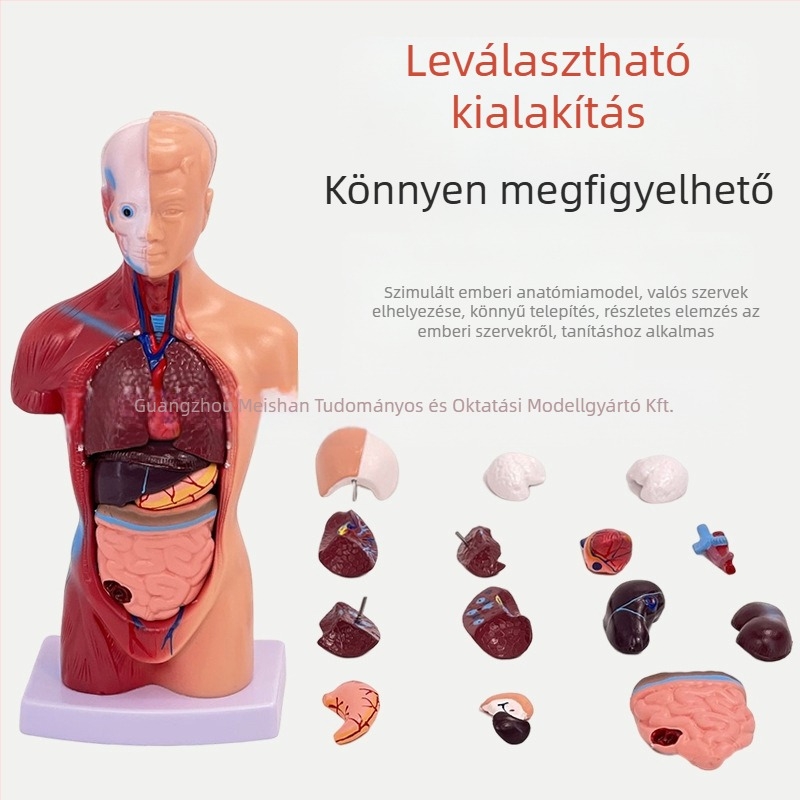 Meishan törzs anatómiai modell oktatásra – szív és agy, műanyag