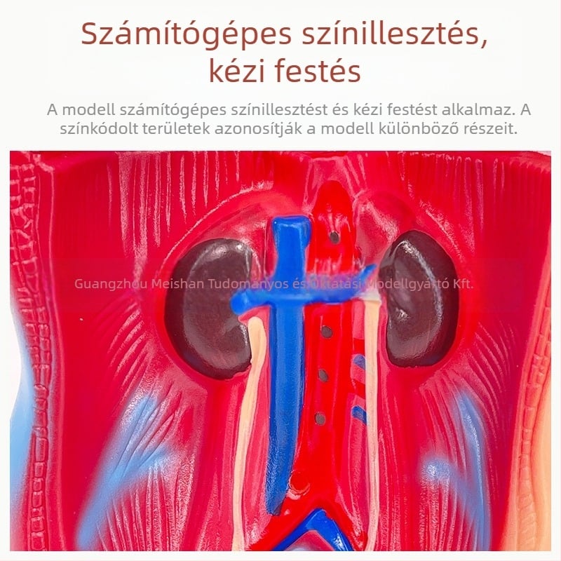 Meishan törzs anatómiai modell oktatásra – szív és agy, műanyag