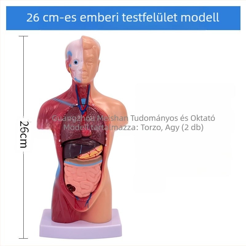 Meishan törzs anatómiai modell oktatásra – szív és agy, műanyag