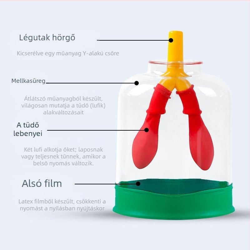 Diafragmát mozgásának modellje és tüdő légzés-szimulátor általános iskola fizika oktatásához, műanyag-gumi anyagú oktatóeszköz Liuxin