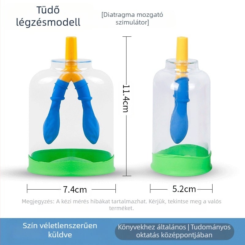 Diafragmát mozgásának modellje és tüdő légzés-szimulátor általános iskola fizika oktatásához, műanyag-gumi anyagú oktatóeszköz Liuxin