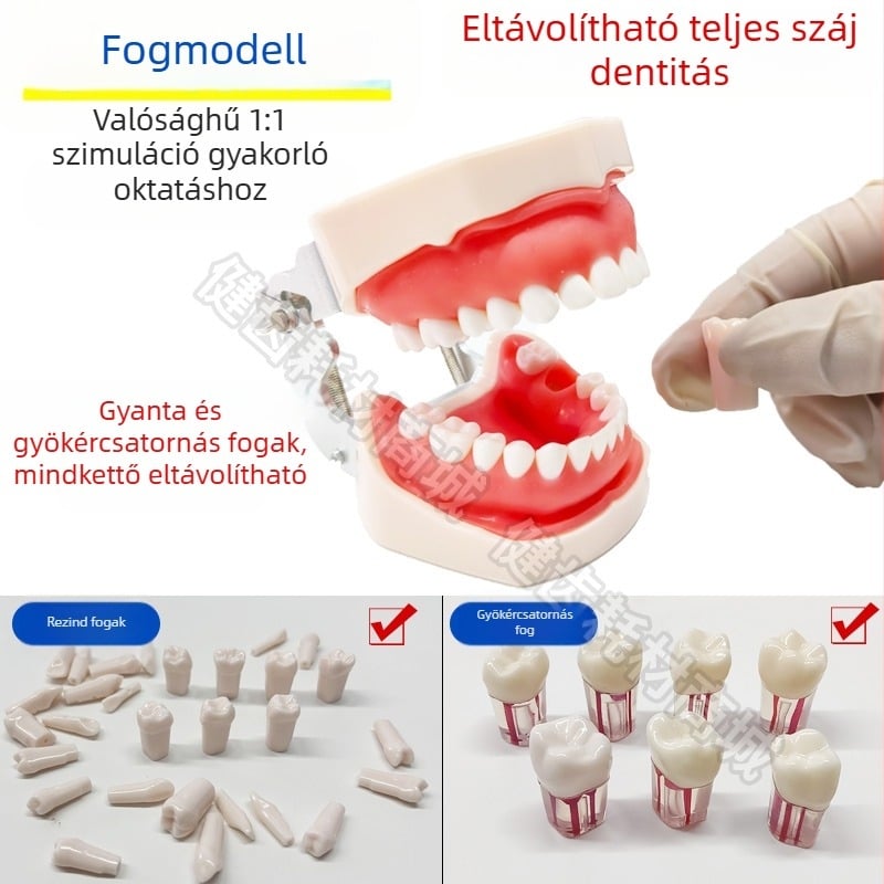 Tuscon fogorvosi oktatási modell — levehető szájüreg, standard szimuláció felnőtt gyakorláshoz