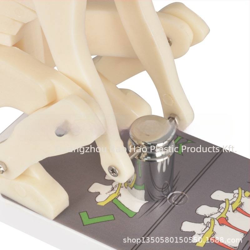 Műanyag gerinc terhelés-demonstrációs modell alapállvánnyal