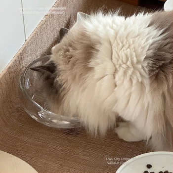 Macska etető tál — üveg, kiöntésmentes, ferde nyílású, modell #2235