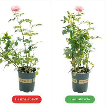 Vas virág-támasz egyetlen rúddal, kültéri kerthez, vasból készült, alkalmas futó rózsák és hortenzia számára