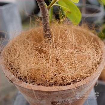 Kókuszrost kerthez — dekoratív cseréptöltő, bonsai-alap és fűhatású járófelület