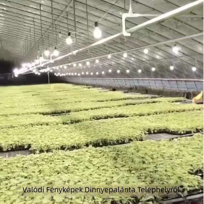 LED teljes spektrumú növénytermesztő lámpa, kültéri vízálló készlettel a dragon fruit megvilágításához