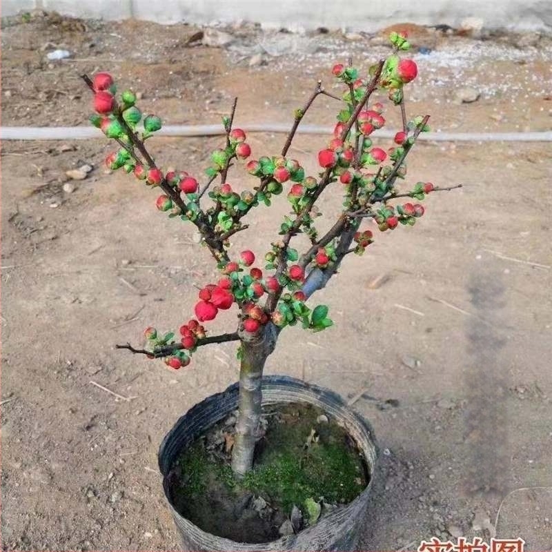 Begónia Longevity Crown Bonsai – Vörös virágú bonsai begónia beltéri és kültéri használatra