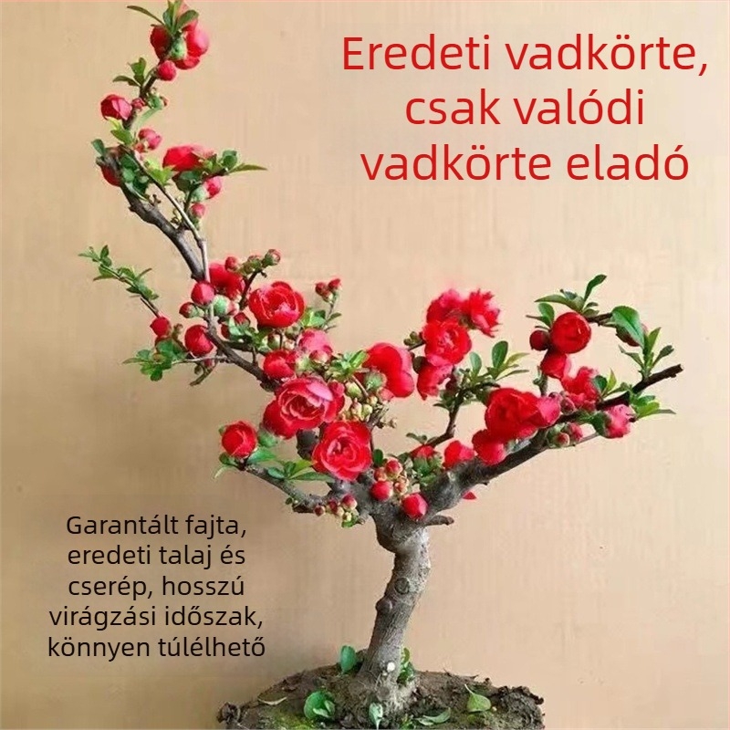 Begónia Longevity Crown Bonsai – Vörös virágú bonsai begónia beltéri és kültéri használatra