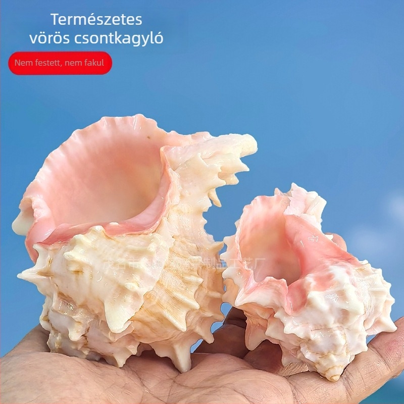 Chaoxing Shell Art – Cserehéj házi rákhoz, természetes kagyló, nagy rózsaszín csontos kagyló, tengeri dekoráció akváriumhoz és szukkulensek cseréptartóiban