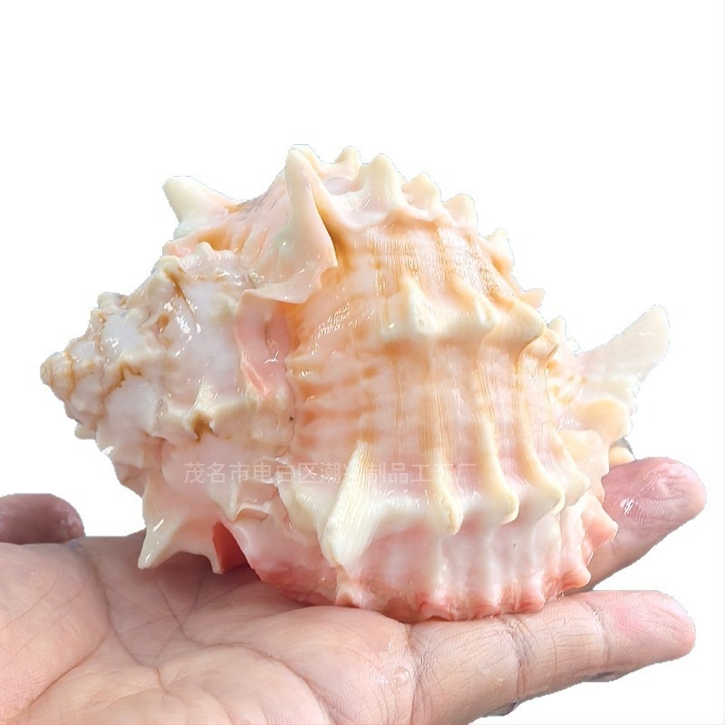 Chaoxing Shell Art – Cserehéj házi rákhoz, természetes kagyló, nagy rózsaszín csontos kagyló, tengeri dekoráció akváriumhoz és szukkulensek cseréptartóiban