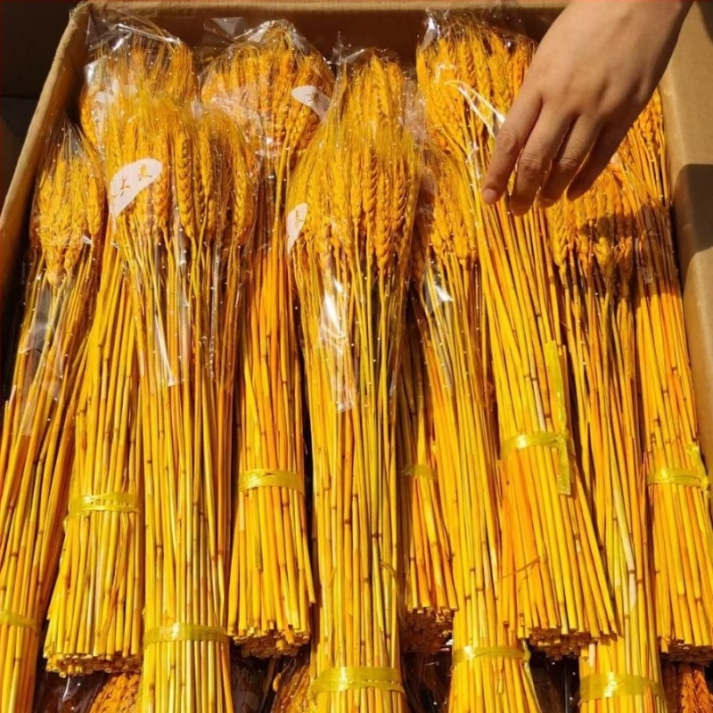 Szárított virágokból álló kompozíció árpával — Márka: Big Banyan Tree Landscape Materials Factory; Anyag: Szárított és megőrzött virágok; Fajta: Árpa