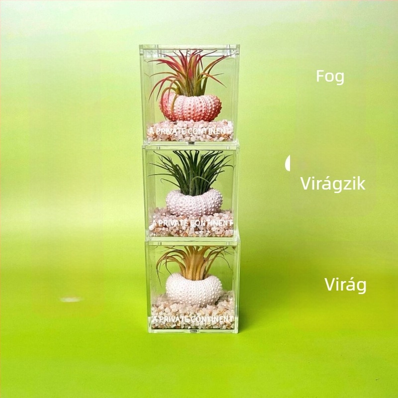 Mini asztali növénykészlet talaj nélkül, kézzel készített, testreszabható (Anyag: Növény; Feldolgozás és testreszabás: Támogatja a testreszabást)