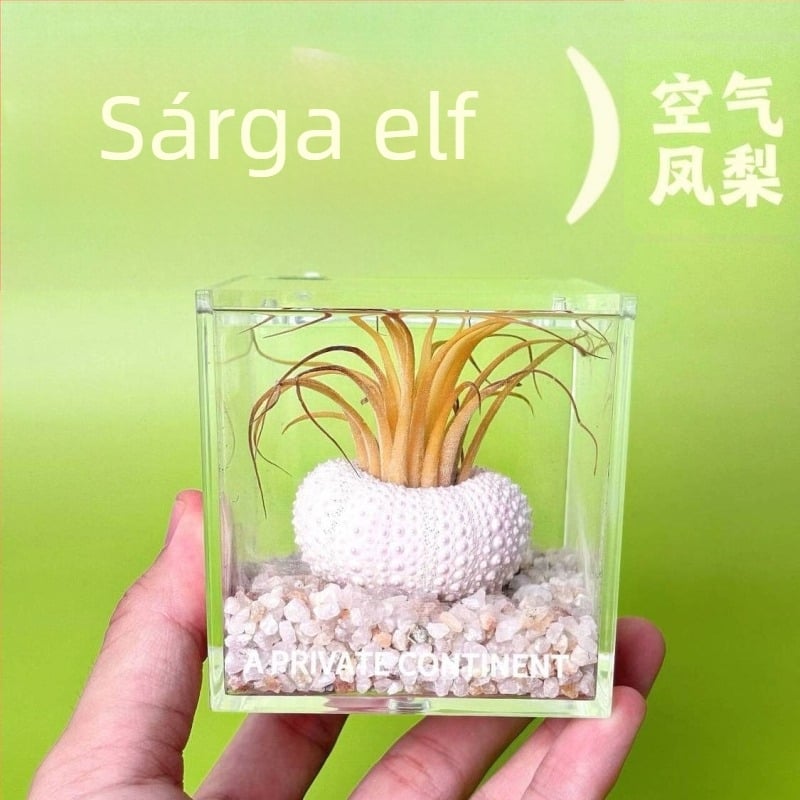 Mini asztali növénykészlet talaj nélkül, kézzel készített, testreszabható (Anyag: Növény; Feldolgozás és testreszabás: Támogatja a testreszabást)