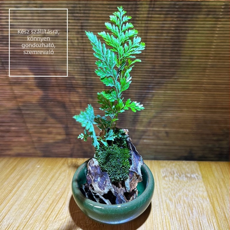 Fern kerámia mikro táj — kézzel készített beltéri asztali dekoráció moha
