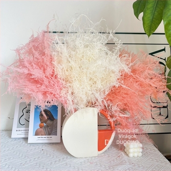 Lógó dekoratív virág, örök virág, Asparagus fajta — Beautiful flowers