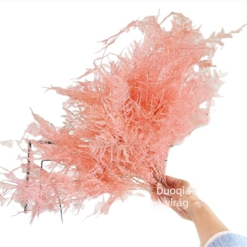 Lógó dekoratív virág, örök virág, Asparagus fajta — Beautiful flowers